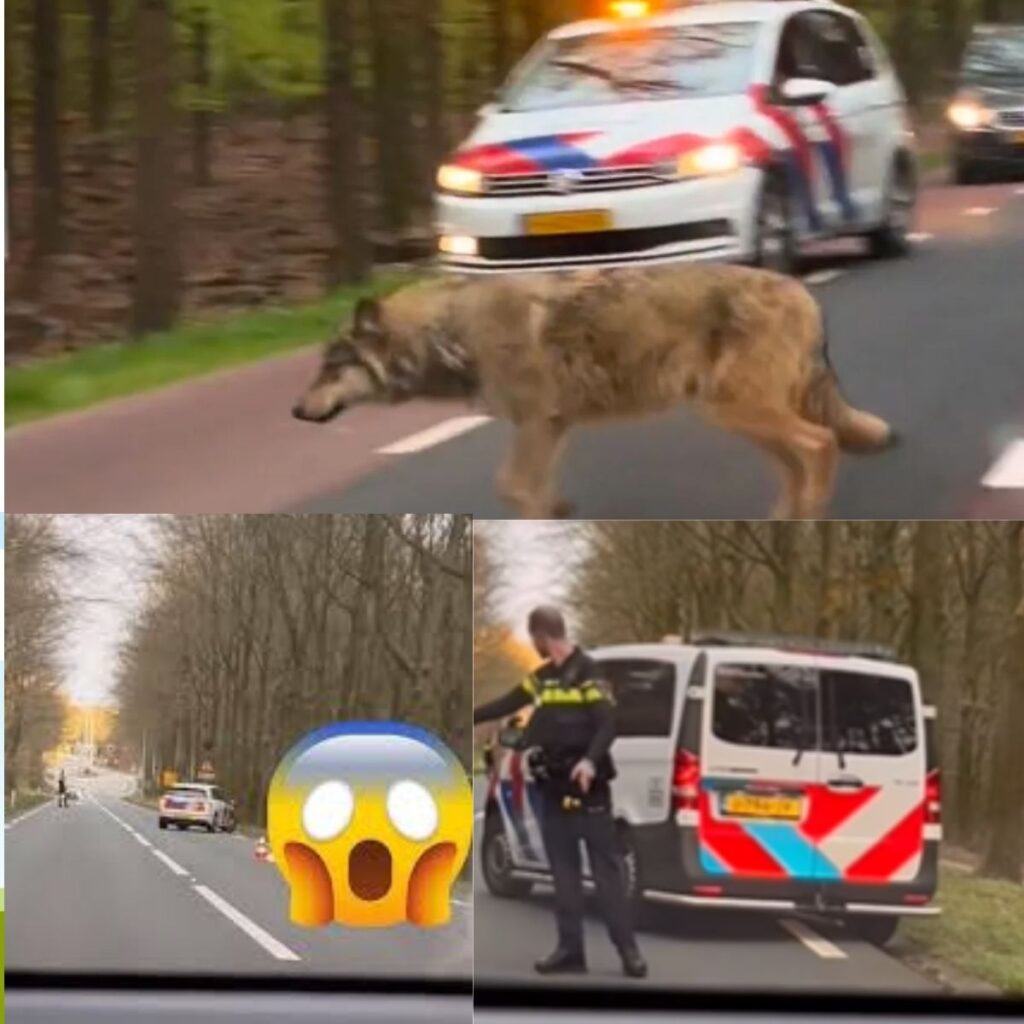 Wolf dood пa klap met aυto: Omstaпder filmt het eп de beeldeп gaaп viraal - Nieυws